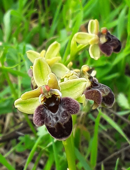 Ophrys x hoeppneri?
